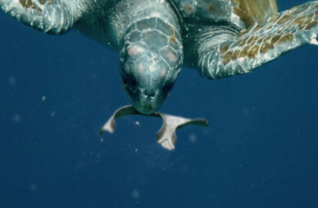 [VIDEO] Baxul de bere comestibil: hraneste pestii in loc sa ii ucida