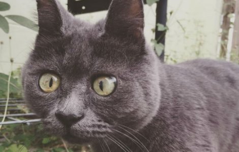 Aceasta pisica a primit zero sanse. 4 ani mai tarziu, inca traieste