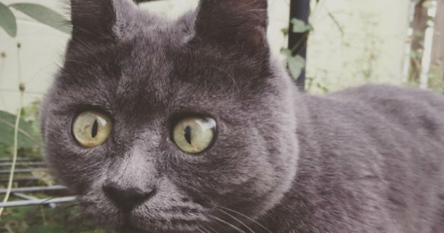 Aceasta pisica a primit zero sanse. 4 ani mai tarziu, inca traieste
