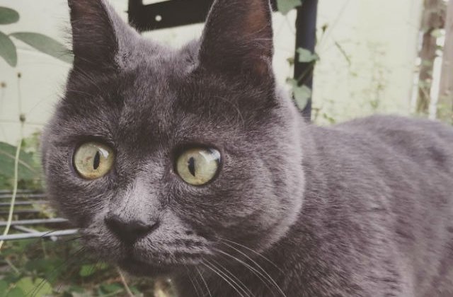 [FOTO] Medicii nu i-au dat nicio sansa acestei pisici. Patru ani mai tarziu, inca traieste