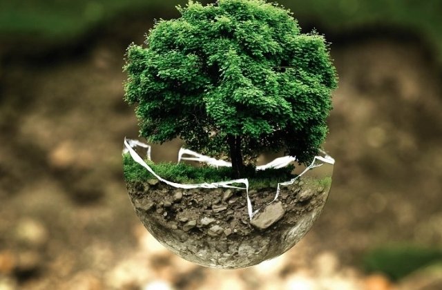 Solutia REVOLUTIONARA de a raspandi verdeata in marile orase