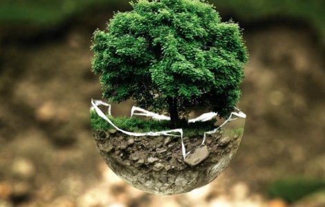 Solutia REVOLUTIONARA de a raspandi verdeata in marile orase