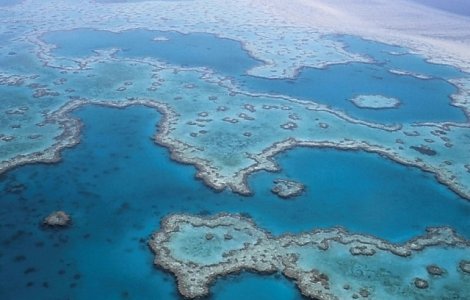 Scenariu sumbru: Cum ar putea disparea in doar doua saptamani zona Marii Bariere de Corali