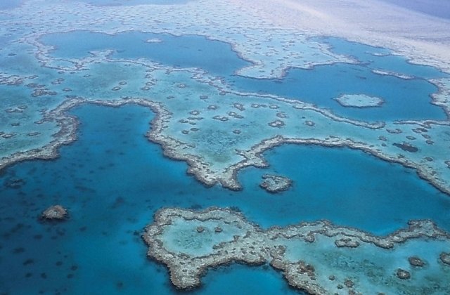Scenariu sumbru: Cum ar putea disparea in doar doua saptamani zona Marii Bariere de Corali