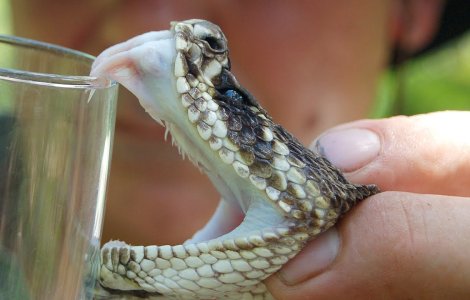  Video  Ce se intampla atunci cand veninul ajunge in sange