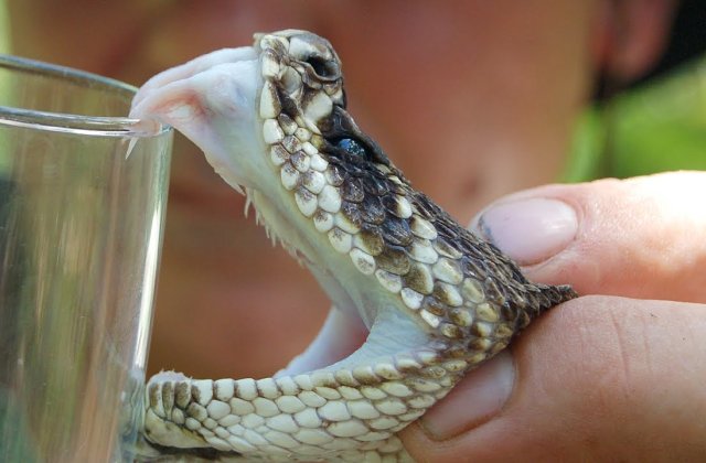 [VIDEO] Ce se intampla atunci cand veninul ajunge in sange