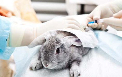 UE interzice complet vanzarea cosmeticelor testate pe animale