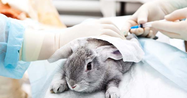 UE interzice complet vanzarea cosmeticelor testate pe animale