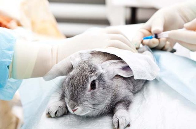 UE interzice complet vanzarea cosmeticelor testate pe animale