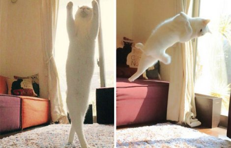  Foto  Pisica balerina: aceasta felina are miscari demne de o dansatoare profesionista