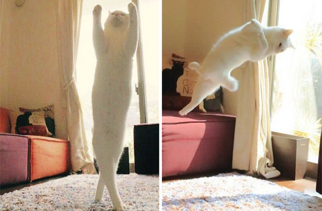 [FOTO] Pisica balerina: aceasta felina are miscari demne de o dansatoare profesionista