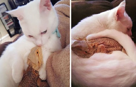  Foto  Prietenie inedita intre o pisica si un...dragon barbos