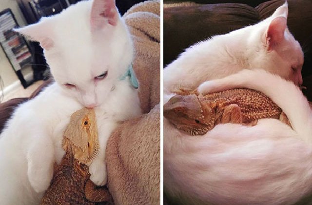 [FOTO] Prietenie inedita intre o pisica si un...dragon barbos