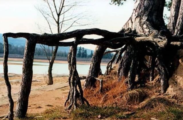 Imaginile care te vor uimi! Cei mai CIUDATI copaci din lume