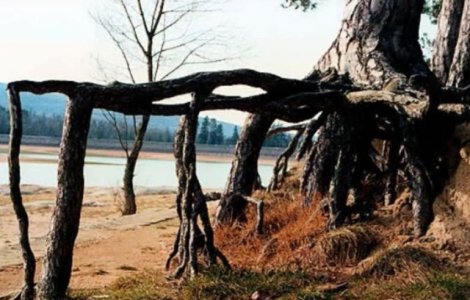  Top  Imaginile care te vor uimi! Cei mai CIUDATI copaci din lume