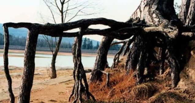  Top  Imaginile care te vor uimi! Cei mai CIUDATI copaci din lume