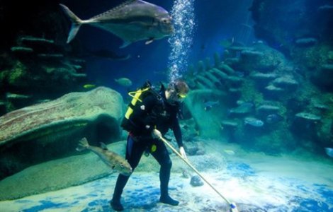  Top  Par de domeniul fantasticului! Cele mai BIZARE meserii de pe Glob