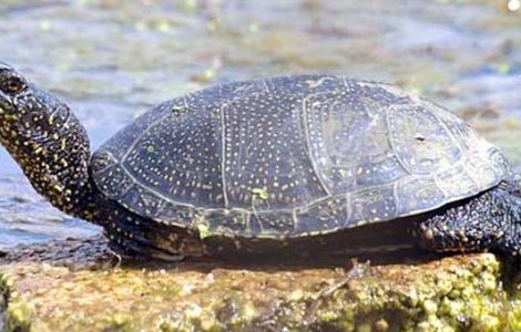 Broastele testoase dintr-un canal din Craiova - protejate prin lege, uitate de autoritati