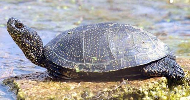 Broastele testoase dintr-un canal din Craiova - protejate prin lege, uitate de autoritati