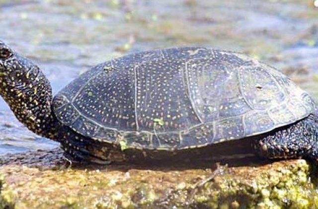 Broastele testoase dintr-un canal din Craiova - protejate prin lege, uitate de autoritati