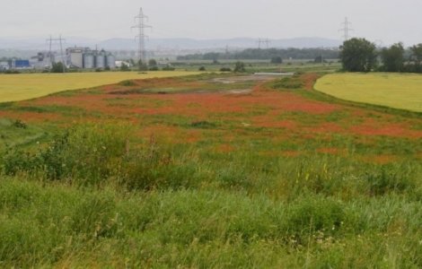 Macii au luat cu asalt lotul I al Autostrazii Sebes-Turda