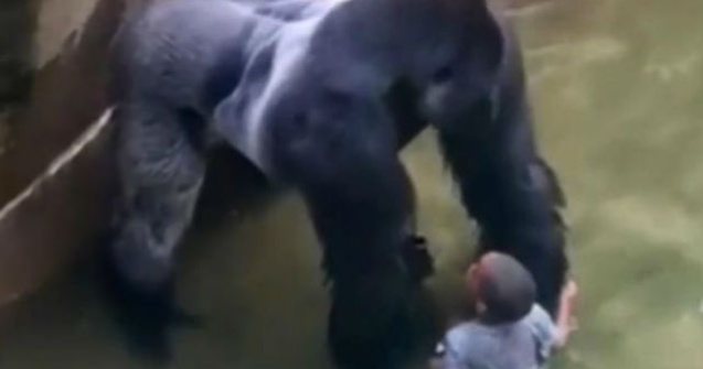 Un ingrijitor zoo explica de ce gorila Harambe a trebuit ucisa