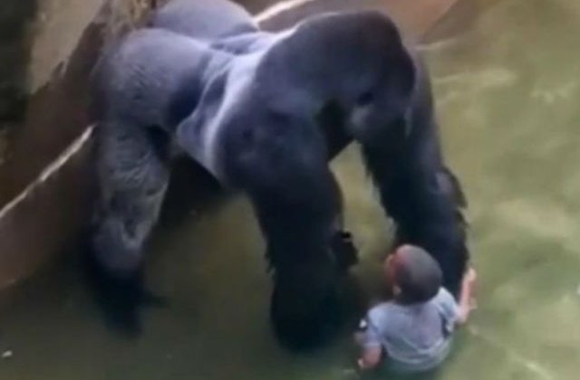 [FOTO] Un ingrijitor zoo explica de ce gorila Harambe a trebuit ucisa