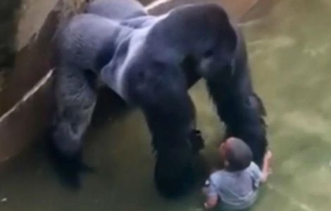 Un ingrijitor zoo explica de ce gorila Harambe a trebuit ucisa