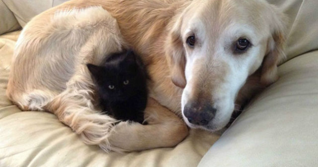 Orietena pisica a murit. Ce au facut stapanii pentru acest caine