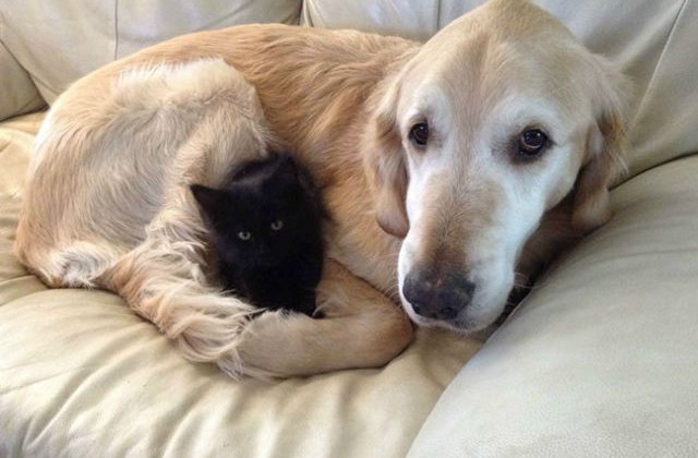 [FOTO] Si-a pierdut prietena pisica bolnava de cancer. Ce au facut stapanii pentru acest caine