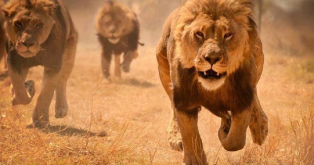 ​ Video  Un leu incearca sa vaneze un copil