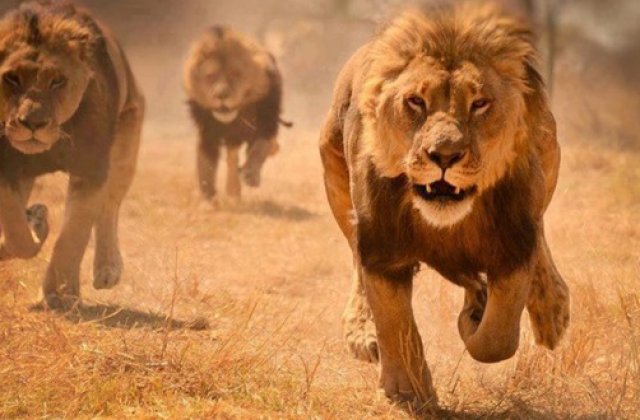 &#8203;[VIDEO] Un leu incearca sa vaneze un copil