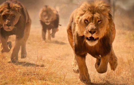 ​ Video  Un leu incearca sa vaneze un copil