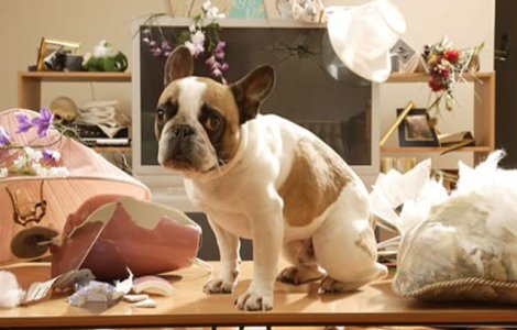  Top  O galerie capabila sa descreteasca frunti: 11 catei, prinsi in fapt