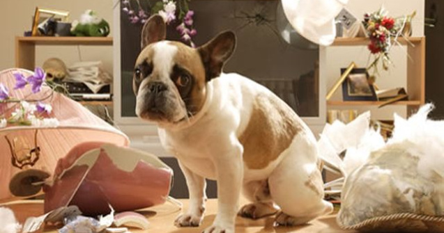  Top  O galerie capabila sa descreteasca frunti: 11 catei, prinsi in fapt