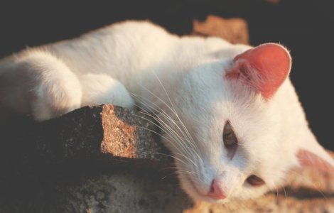 Unde merg pisicile cand pleaca de acasa: imaginile care te vor uimi