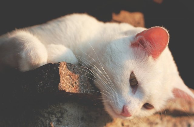 [FOTO] Unde merg pisicile cand pleaca de acasa: imaginile care te vor uimi