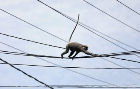 Pana de curent in Kenya din cauza unei maimute curioase