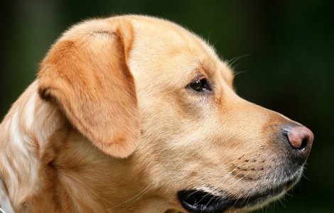 Alimente periculoase! Cu ce sa nu-ti hranesti NICIODATA cainele