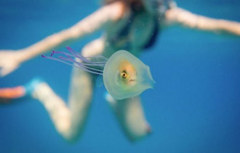 Una la un milion. Un fotograf a surprins un peste captiv intr-o meduza