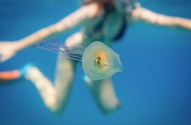 [FOTO] Una la un milion. Un fotograf a surprins un peste captiv intr-o meduza