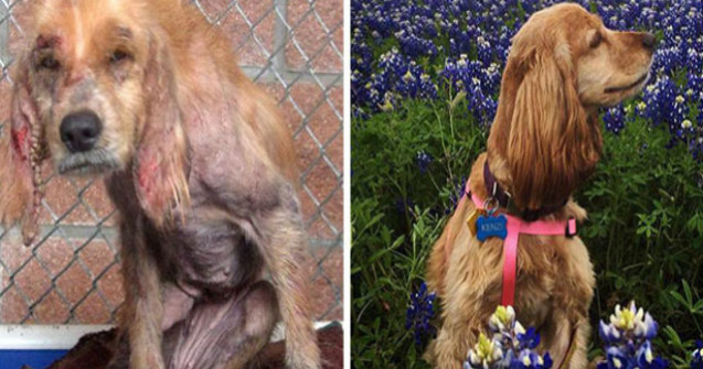  Top  Caini vagabonzi, inainte si dupa adoptie: 10 imagini emotionante