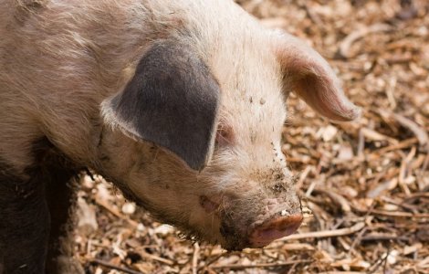 Reusita controversata a cercetatorilor din SUA: Organe umane, crescute in porci