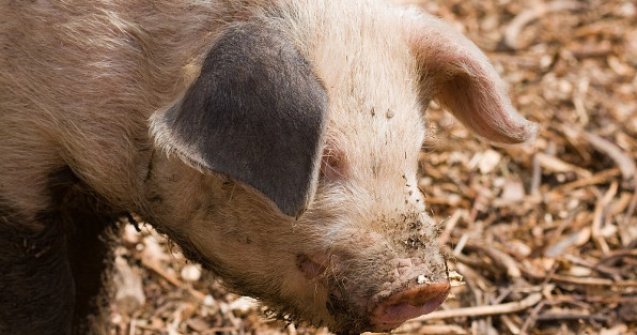 Reusita controversata a cercetatorilor din SUA: Organe umane, crescute in porci