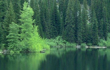 Norvegia a spus STOP taierilor de copaci