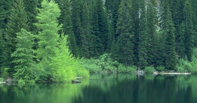 Norvegia a spus STOP taierilor de copaci