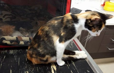 Pisica paralizata s-a tarat pana in locul unde si-a vazut puii