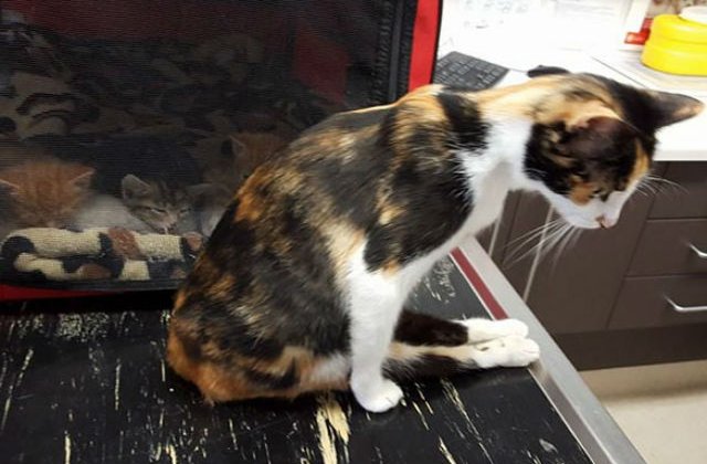 [VIDEO] Emotionant: o pisica paralizata s-a tarat pana in locul in care si-a vazut ultima data puii