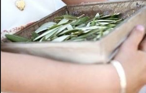 Ingredientul minune care te scapa de toate bolile! Era folosit inca de acum 3.500 de ani