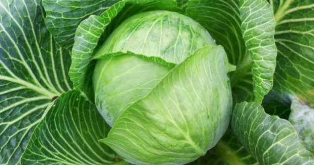  Video  Veti fi surprinsi! Priviti cum se face varza in Japonia